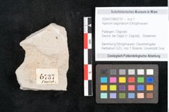 Foto (Objekt + Etikett) von Hypnum sagorianum Ettingshausen (NHMW-GEO-2024-0188-6737)